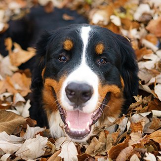 Hundras Berner Sennenhund