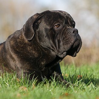 Hundras Cane corso