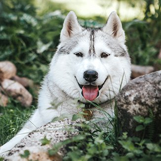 Hundras Siberian husky