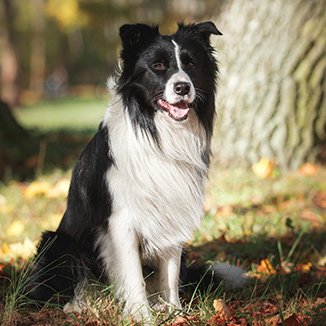 Hundras Bordercollie