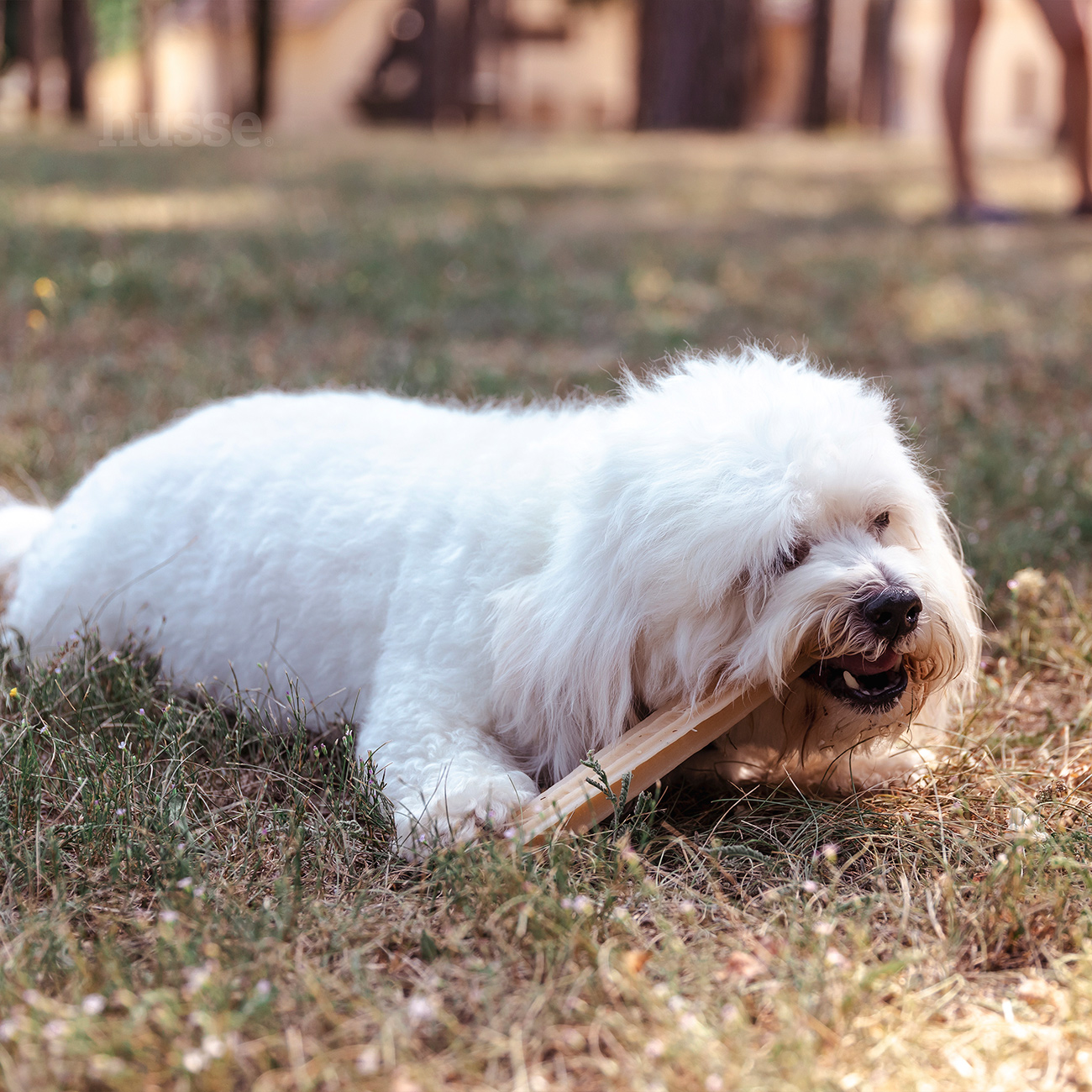 Dental S | Glutenfritt tandben för hund