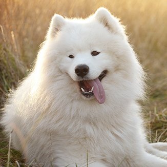 Hundras Samojed