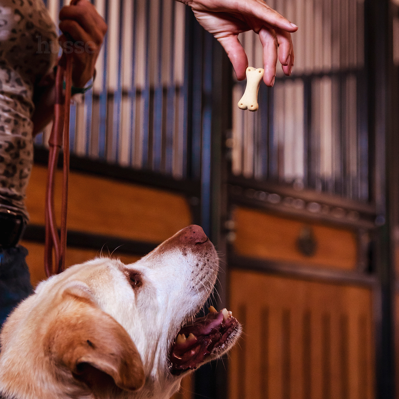 Kex XS, 500 g | Benformade kex för hundar