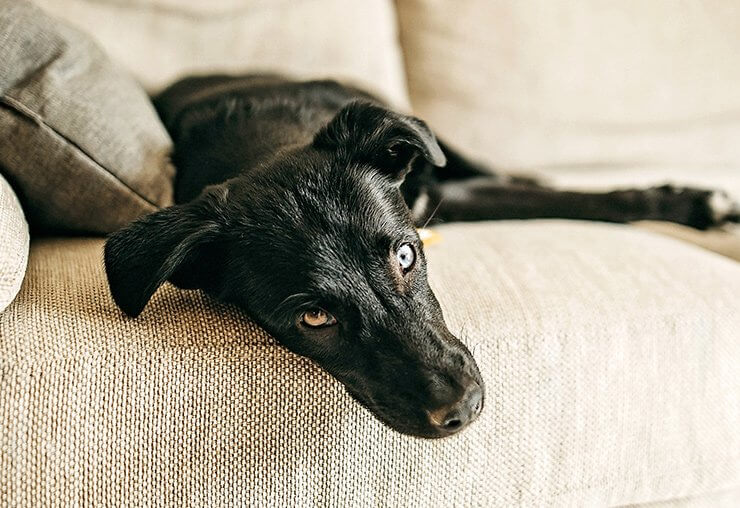 Keep your lazy pet in great shape