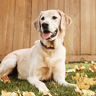 Hundras Labrador retriever