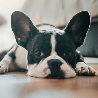 Hundras Fransk bulldog