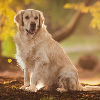 Hundras Golden Retriever