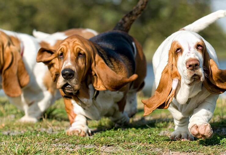 How to feed your dog after sterilization or castration