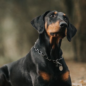 Hundras Doberman