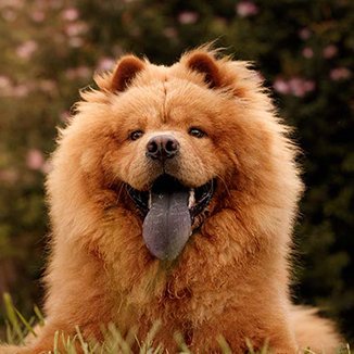 Hundras Chow-chow