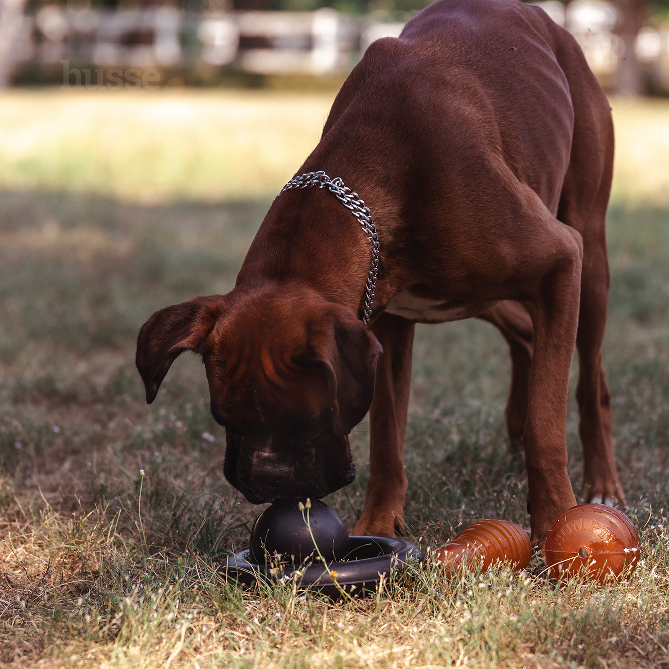 Kägel, L | Bowlingsformad hundleksak i 100 % naturgummi