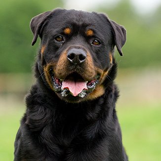 Hundras Rotweiler