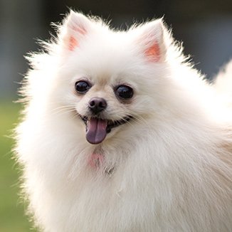 Hundras Pomeranian