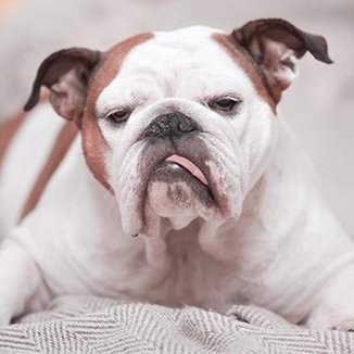 Hundras Engelsk bulldog