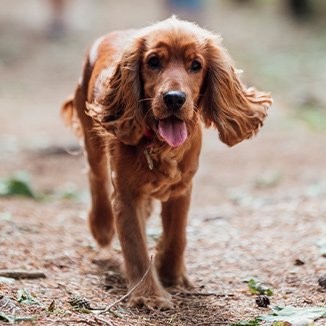 Hundras Cocker spaniel