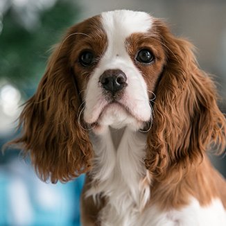 Hundras Cavalier King Charles Spaniel