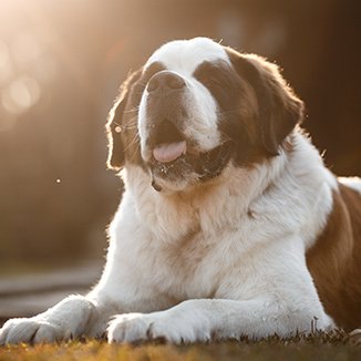 Hundras St. Bernard