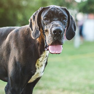 Hundras Grand danois