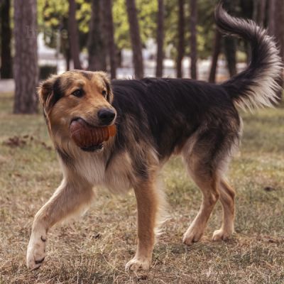 Syssla | Chew toy made of natural rubber