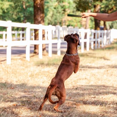 Dental S | Glutenfritt tandben för hund