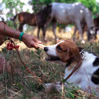 Dental S | Glutenfritt tandben för hund